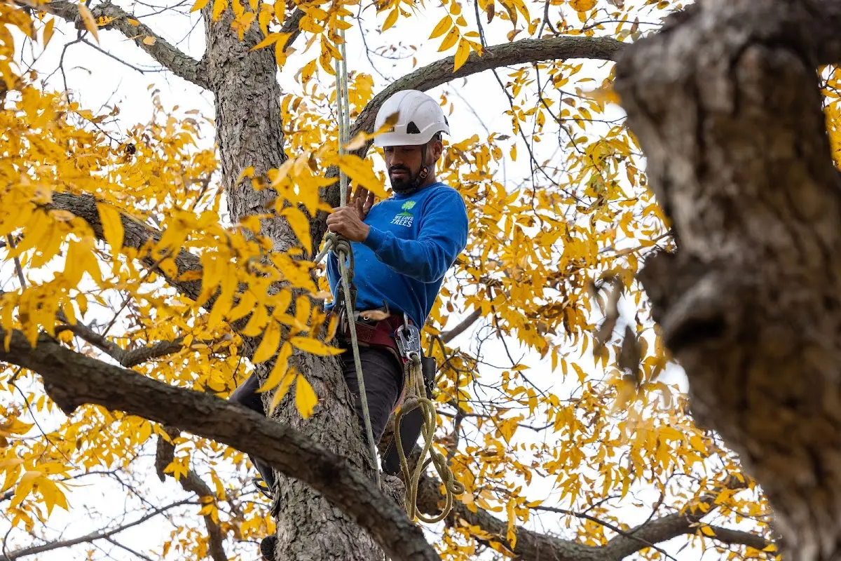 Skilled Tree Planing crew working in Garden Prairie